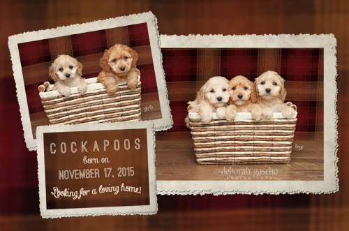 alt="cockapoo puppies for sale in ontario"